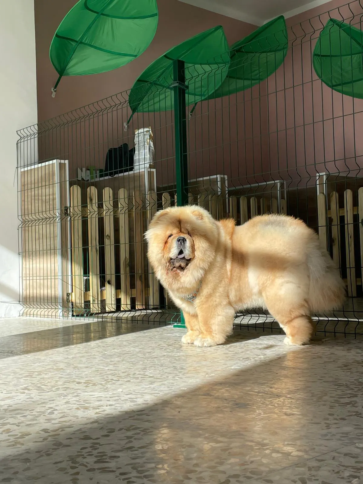 Fotografía de un perro haciendo ejercicio en el gimnasio canino