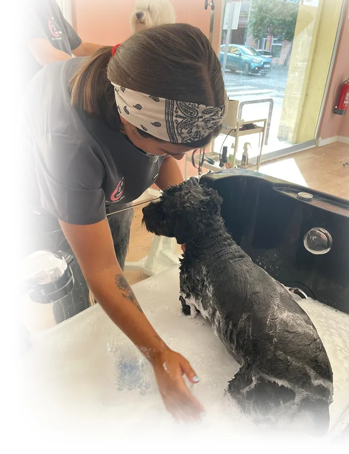 Fotografía de una clase formativa llevada a cabo en las instalaciones del spa canino