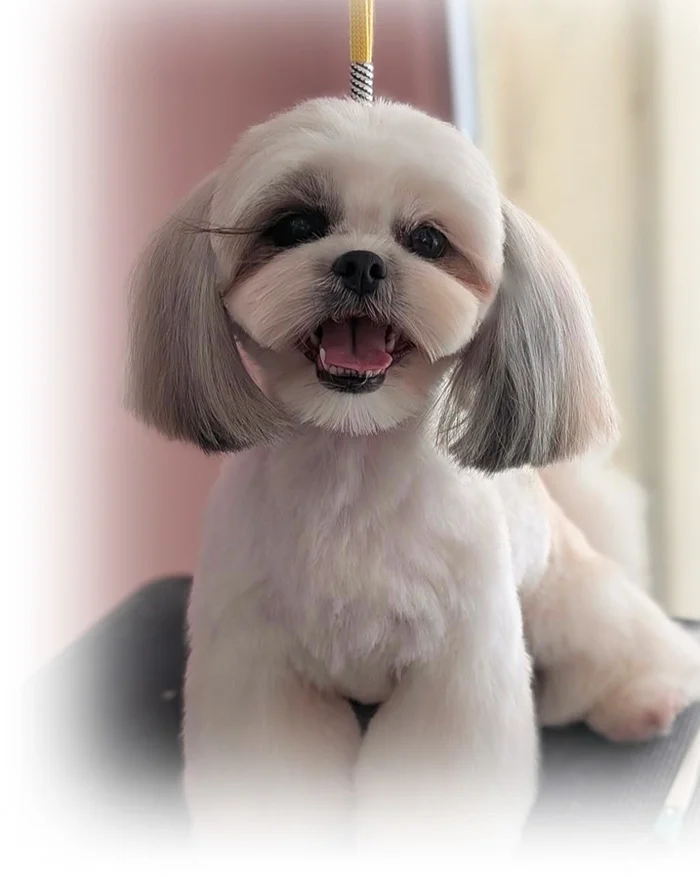 Imagen peluquería canina